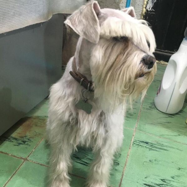 cartel de perro perdido