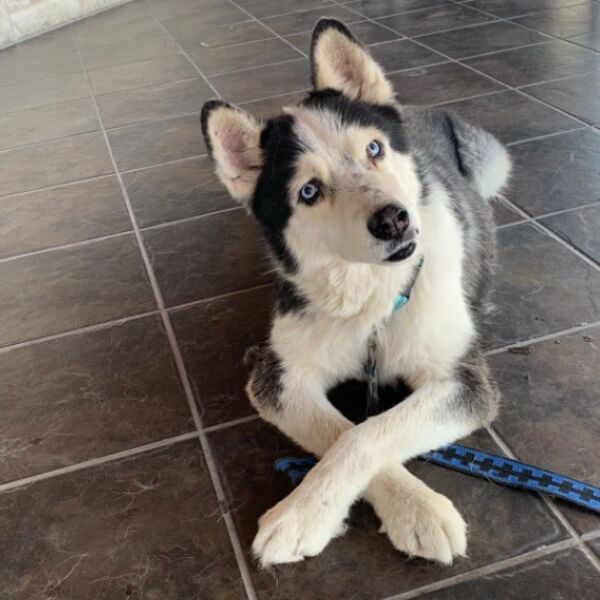 cartel de perro perdido