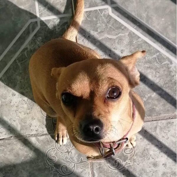 cartel de perro perdido