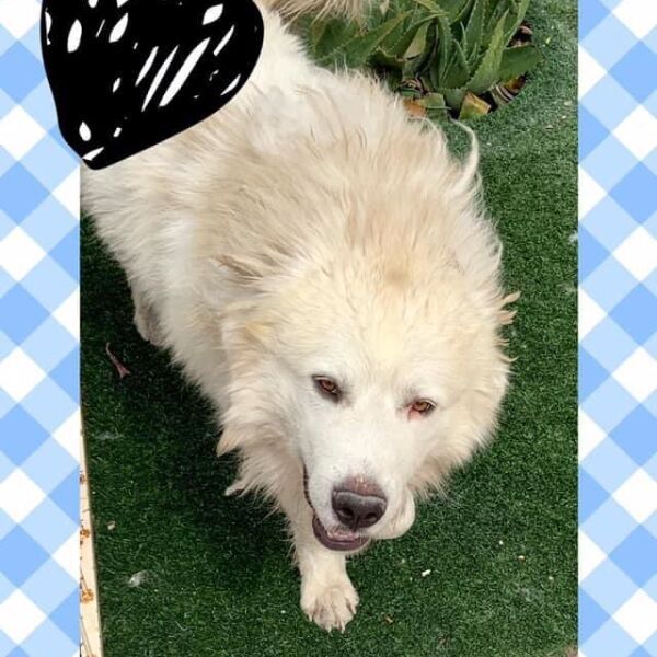 cartel de perro perdido