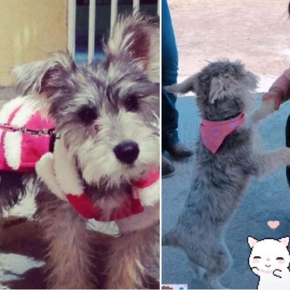 cartel de perro perdido