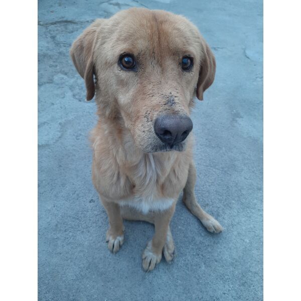 cartel de perro perdido