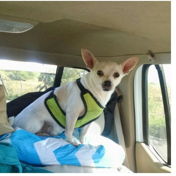 cartel de perro perdido