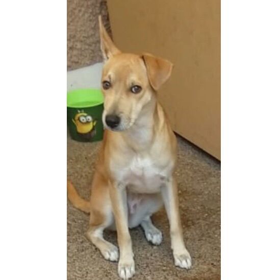 cartel de perro perdido