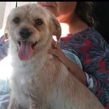 cartel de perro perdido