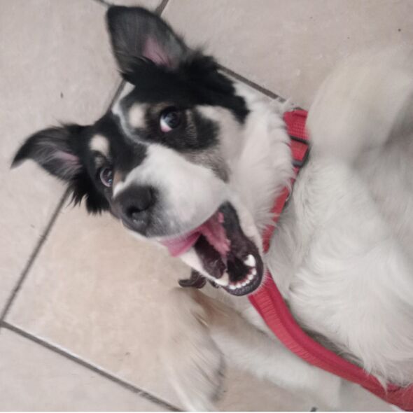 cartel de perro perdido