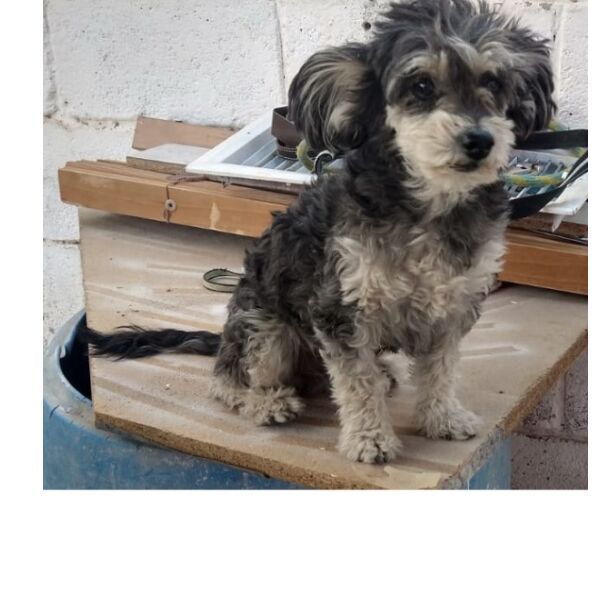 cartel de perro perdido