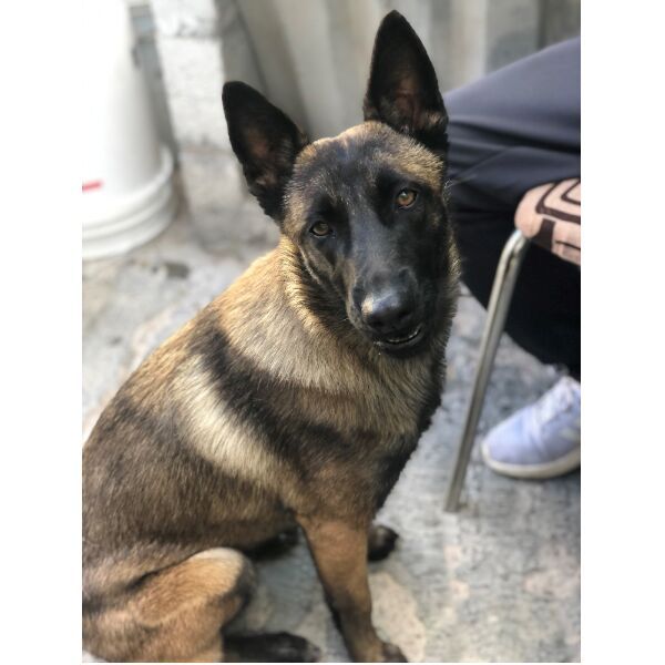 cartel de perro perdido