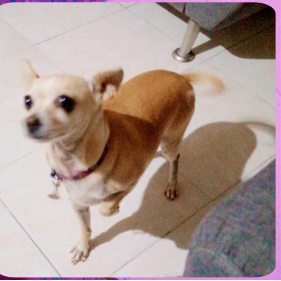 cartel de perro perdido