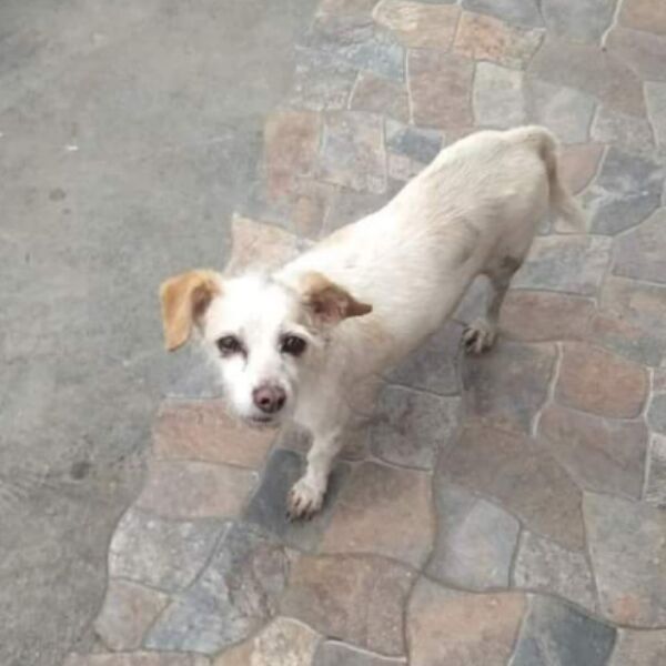 cartel de perro perdido