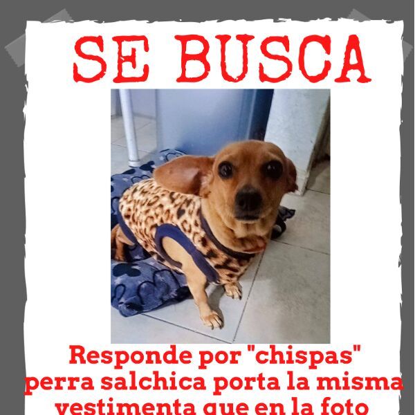 cartel de perro perdido