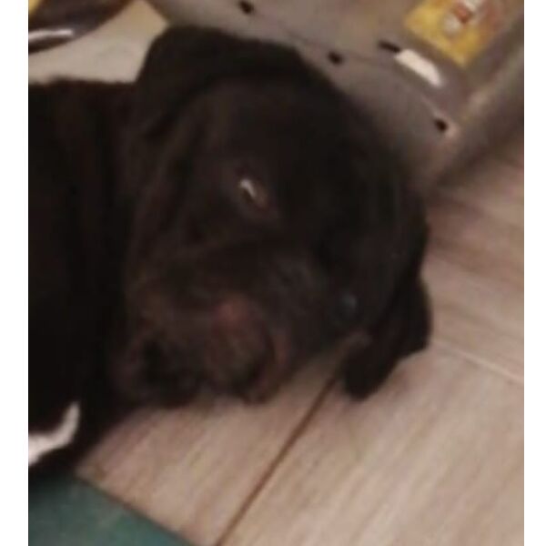 cartel de perro perdido