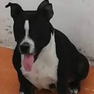 cartel de perro perdido