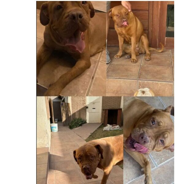 cartel de perro perdido