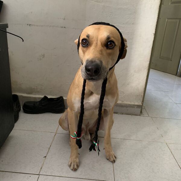 cartel de perro perdido