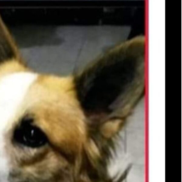 cartel de perro perdido