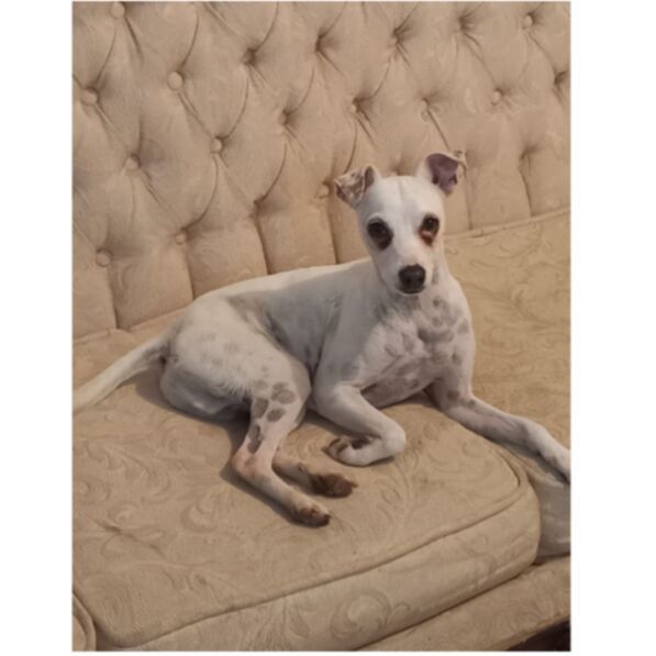 cartel de perro perdido