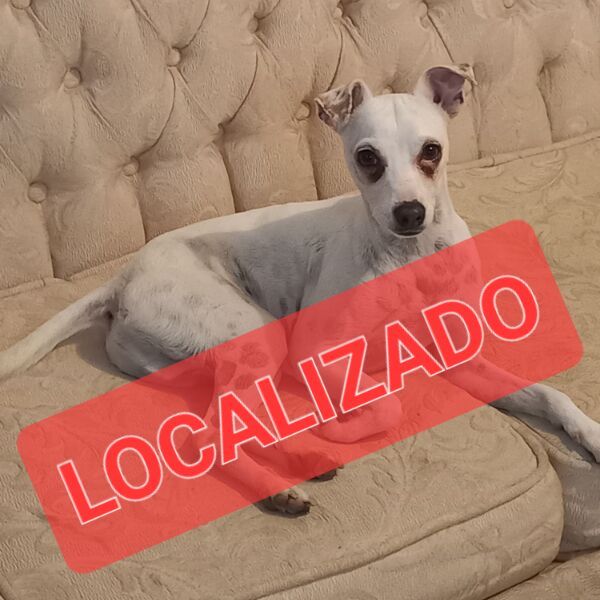 cartel de perro perdido