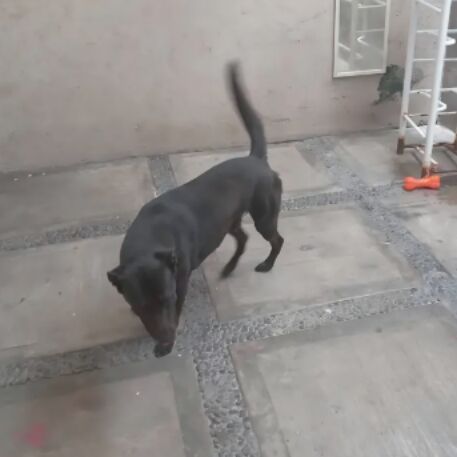 cartel de perro perdido