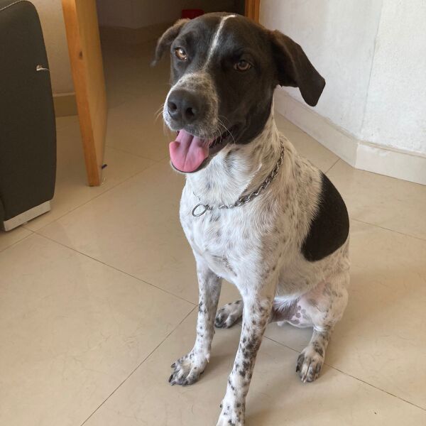 cartel de perro perdido