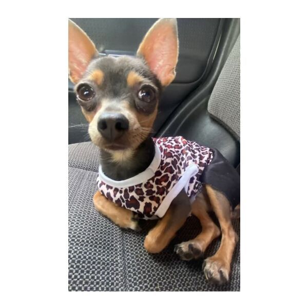 cartel de perro perdido