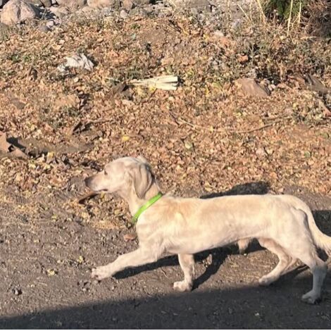 cartel de perro perdido