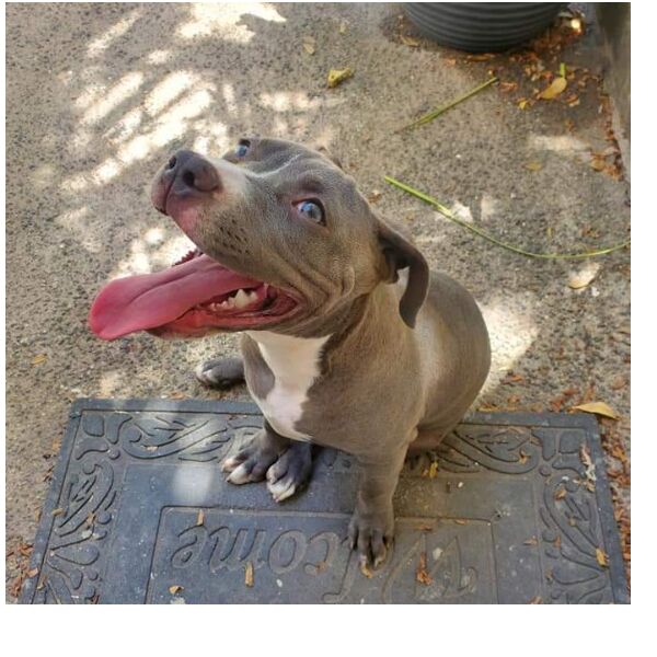 cartel de perro perdido