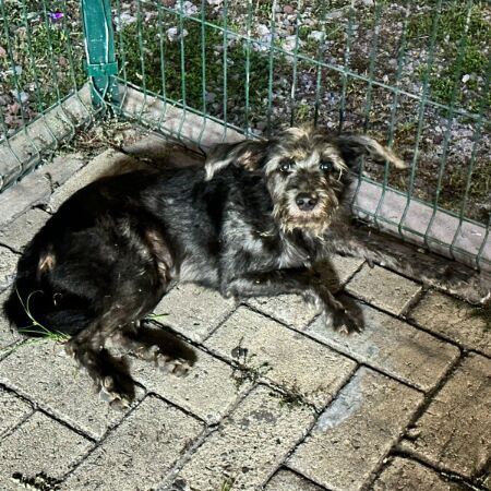 cartel de perro perdido