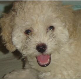 cartel de perro perdido