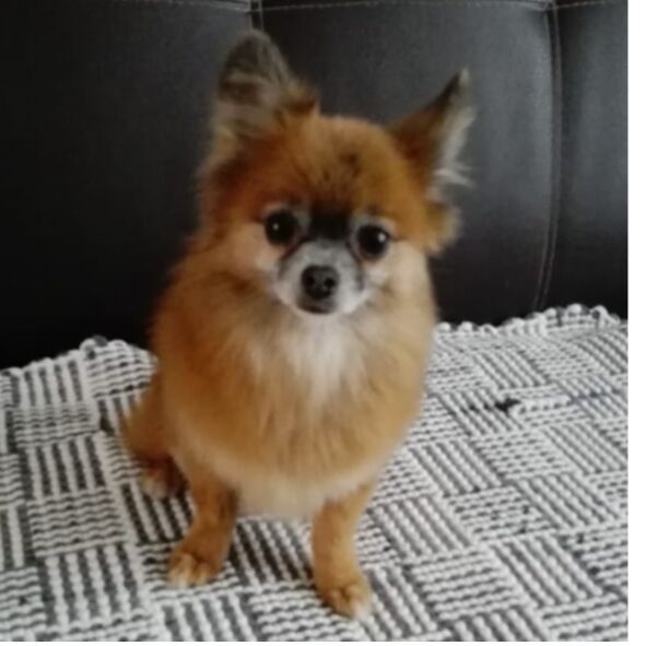 cartel de perro perdido