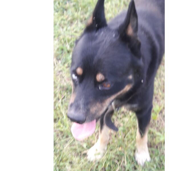 cartel de perro perdido