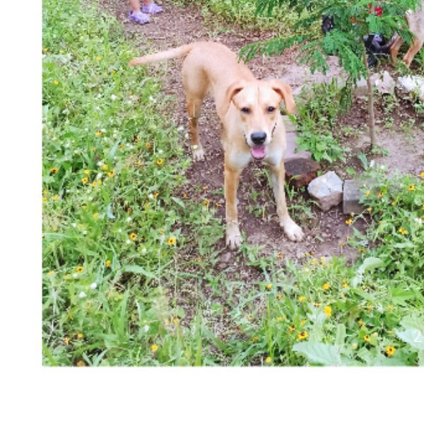 cartel de perro perdido