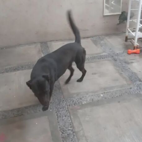 cartel de perro perdido