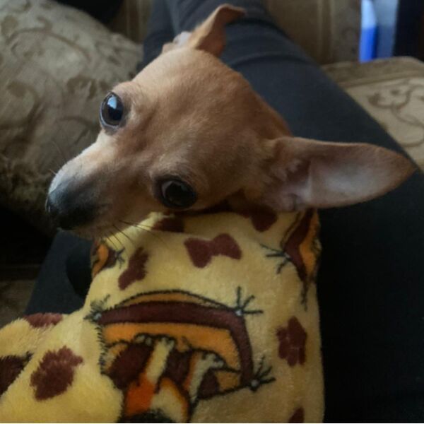 cartel de perro perdido