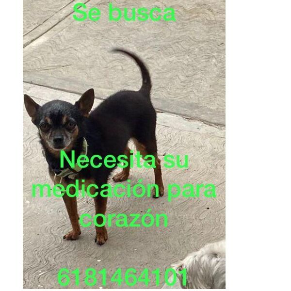 cartel de perro perdido