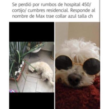 cartel de perro perdido