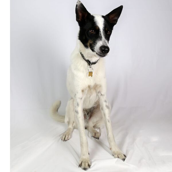 cartel de perro perdido