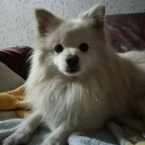 cartel de perro perdido