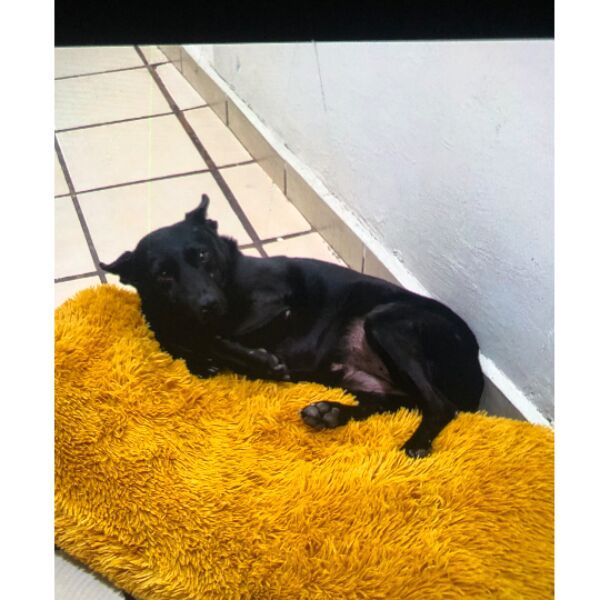 cartel de perro perdido