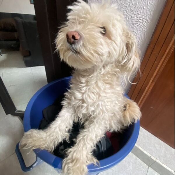 cartel de perro perdido