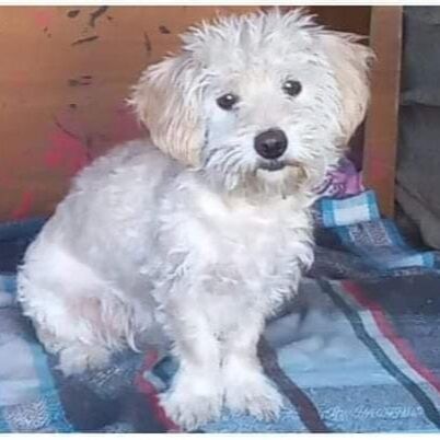 cartel de perro perdido