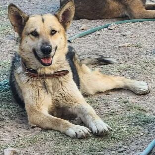 cartel de perro perdido