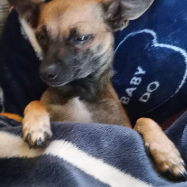 cartel de perro perdido