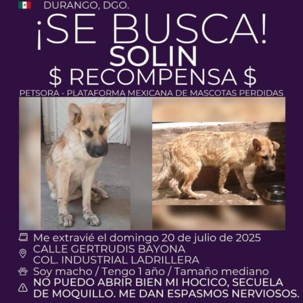 cartel de perro perdido