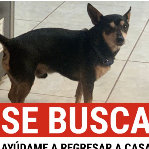 cartel de perro perdido