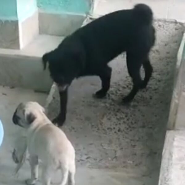 cartel de perro perdido