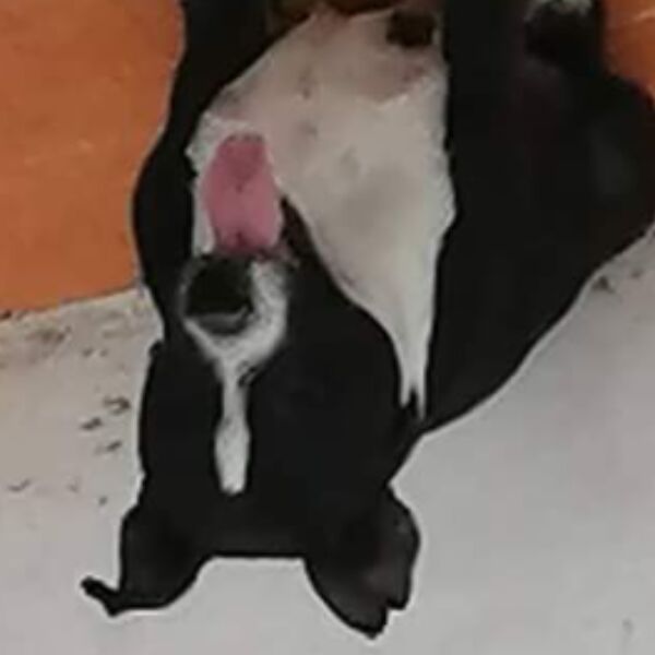 cartel de perro perdido