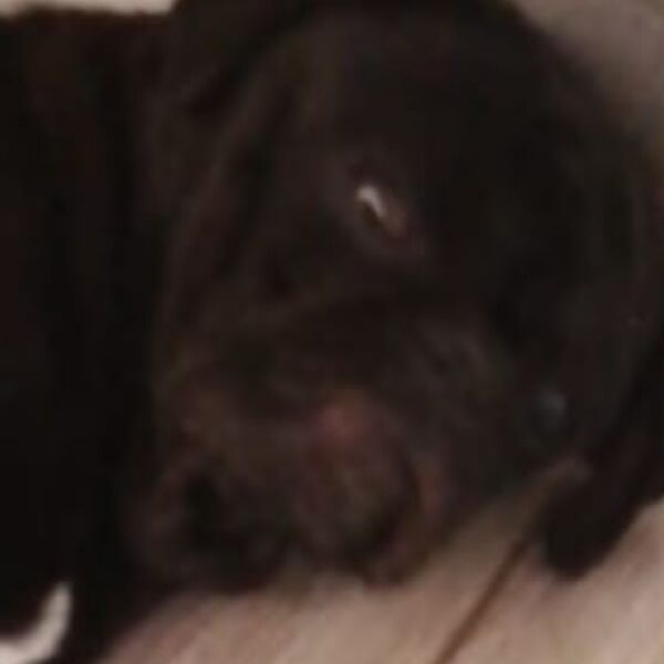 cartel de perro perdido