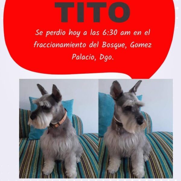 cartel de perro perdido