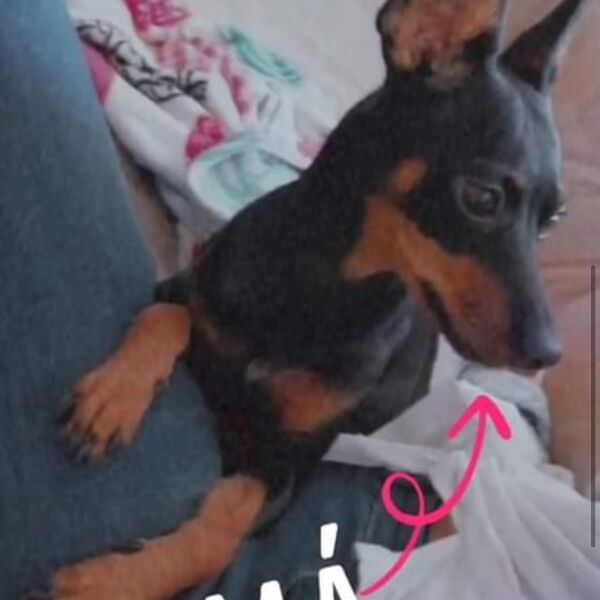 cartel de perro perdido